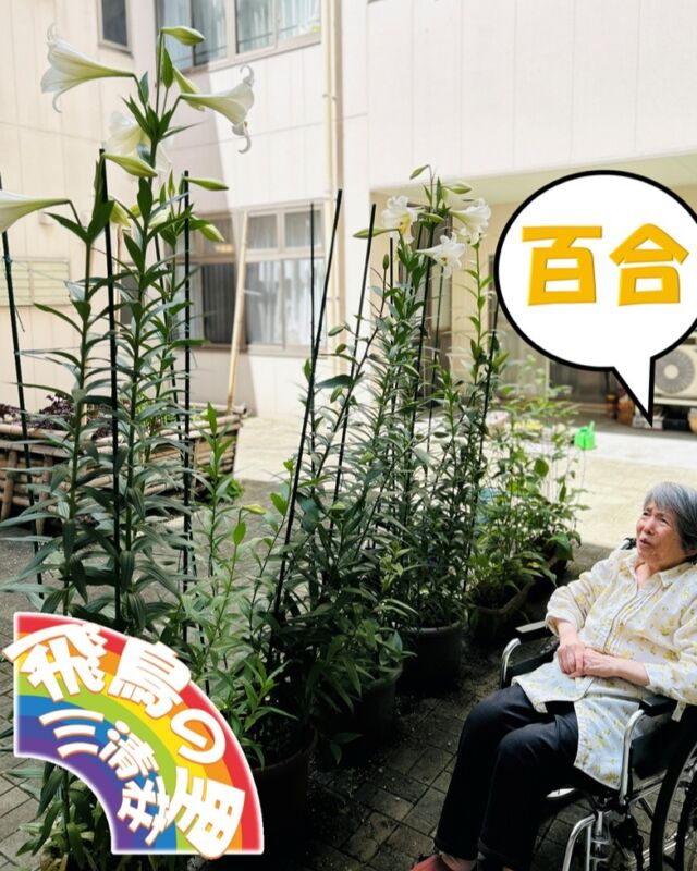 リハビリ中にも百合が綺麗です✨✨
今年は蕾がまだまだ控えています😚